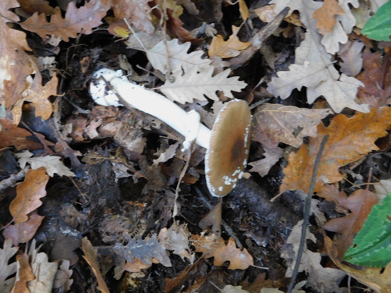 14 Fotogr.il 18.12.2021 sotto Leccio